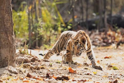 India, Madhya Pradesh, Bandhavgarh National Park. A Bengal Tiger Cub Looking Intently For Something To Stalk. by Ellen Goff framed canvas print