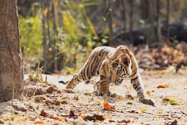 India, Madhya Pradesh, Bandhavgarh National Park. A Bengal Tiger Cub Looking Intently For Something To Stalk.