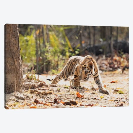 India, Madhya Pradesh, Bandhavgarh National Park. A Bengal Tiger Cub Looking Intently For Something To Stalk. Canvas Print #EGO103} by Ellen Goff Canvas Art Print