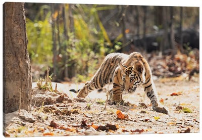 India, Madhya Pradesh, Bandhavgarh National Park. A Bengal Tiger Cub Looking Intently For Something To Stalk. Canvas Art Print