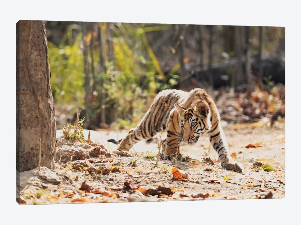 India, Madhya Pradesh, Bandhavgarh National Park. A Bengal Tiger Cub Looking Intently For Something To Stalk. by Ellen Goff 1-piece Canvas Art Print