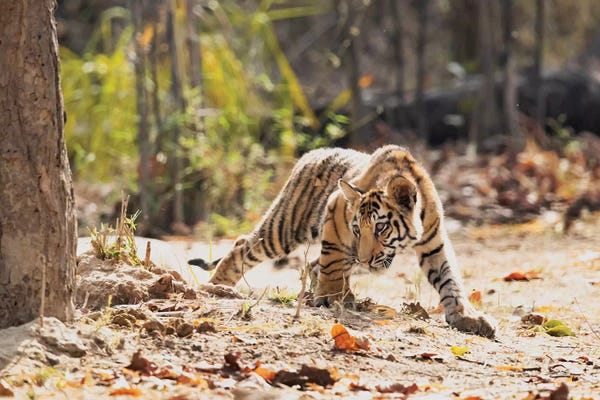 Ellen Goff: India, Madhya Pradesh, Bandhavgarh National Park. A Bengal Tiger Cub Looking Intently For Something To Stalk. by Ellen Goff