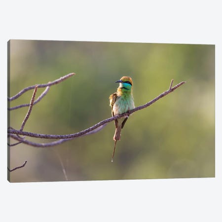 India, Madhya Pradesh, Bandhavgarh National Park. A Green Bee-Eater Fluffs Itself On A Small Branch. Canvas Print #EGO104} by Ellen Goff Canvas Wall Art