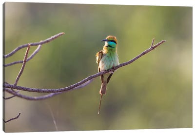 India, Madhya Pradesh, Bandhavgarh National Park. A Green Bee-Eater Fluffs Itself On A Small Branch. Canvas Art Print