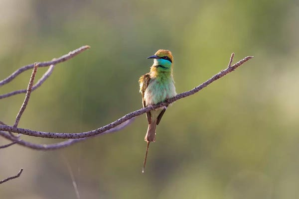 Ellen Goff: India, Madhya Pradesh, Bandhavgarh National Park. A Green Bee-Eater Fluffs Itself On A Small Branch. by Ellen Goff