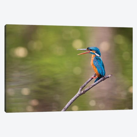 India, Madhya Pradesh, Bandhavgarh National Park. A Kingfisher Calls To Its Mate While Sitting On A Branch. Canvas Print #EGO105} by Ellen Goff Canvas Artwork