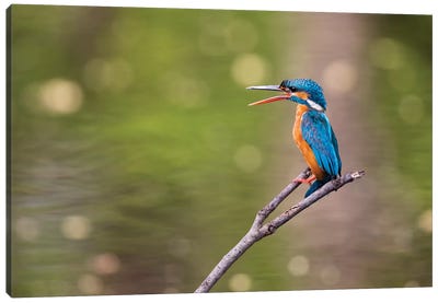 India, Madhya Pradesh, Bandhavgarh National Park. A Kingfisher Calls To Its Mate While Sitting On A Branch. Canvas Art Print