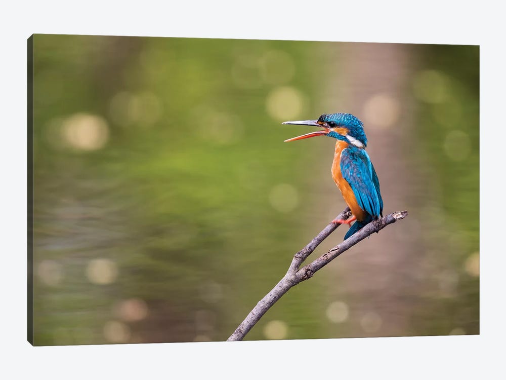 India, Madhya Pradesh, Bandhavgarh National Park. A Kingfisher Calls To Its Mate While Sitting On A Branch. by Ellen Goff 1-piece Canvas Art Print