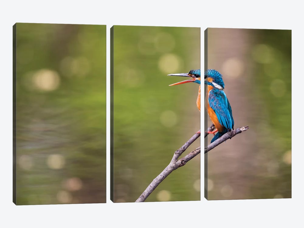India, Madhya Pradesh, Bandhavgarh National Park. A Kingfisher Calls To Its Mate While Sitting On A Branch. 3-piece Canvas Art Print