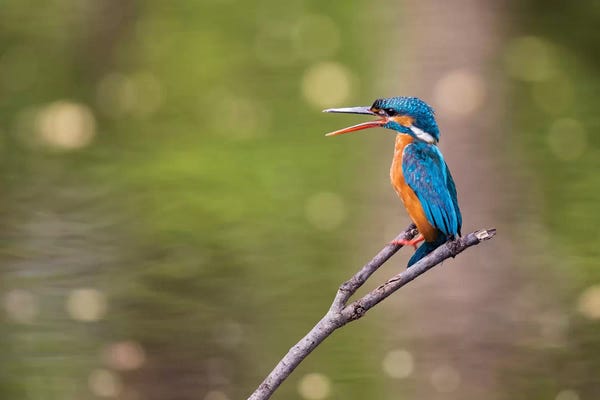 Ellen Goff: India, Madhya Pradesh, Bandhavgarh National Park. A Kingfisher Calls To Its Mate While Sitting On A Branch. by Ellen Goff