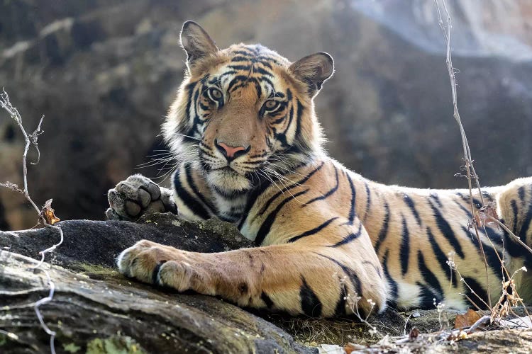 India, Madhya Pradesh, Bandhavgarh National Park. A Young Bengal Tiger Resting On A Cool Rock.