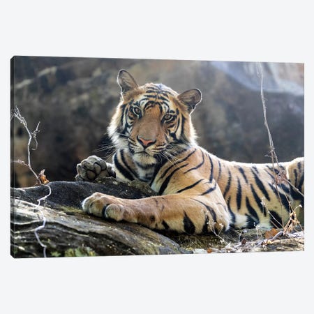 India, Madhya Pradesh, Bandhavgarh National Park. A Young Bengal Tiger Resting On A Cool Rock. Canvas Print #EGO106} by Ellen Goff Canvas Artwork