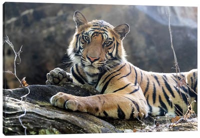 India, Madhya Pradesh, Bandhavgarh National Park. A Young Bengal Tiger Resting On A Cool Rock. Canvas Art Print