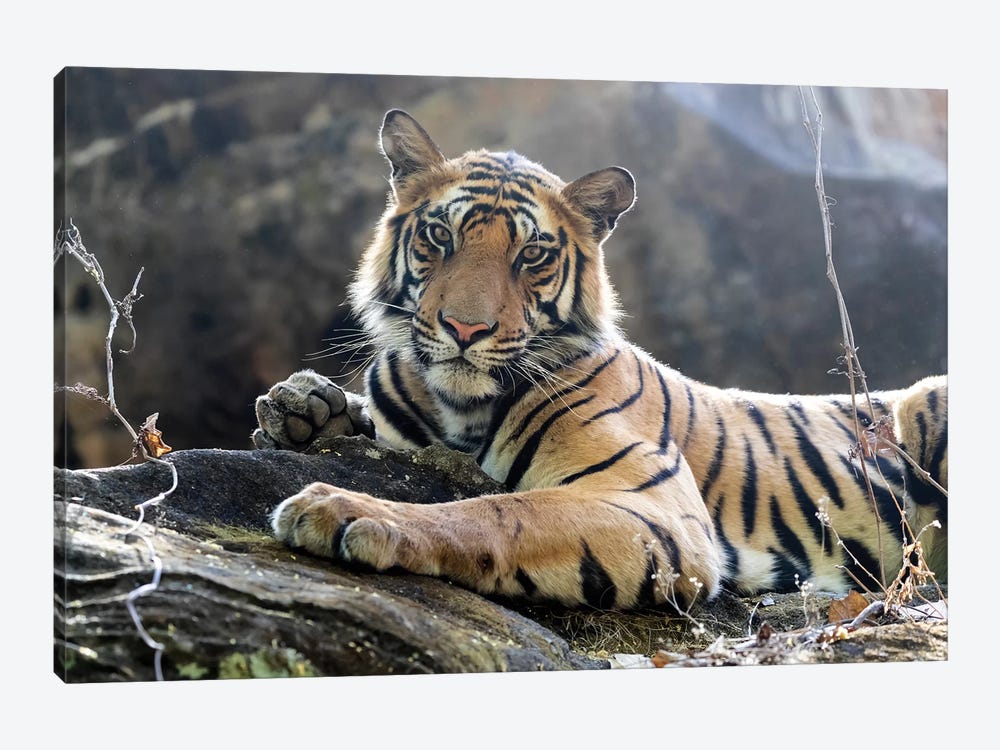 India, Madhya Pradesh, Bandhavgarh National Park. A Young Bengal Tiger Resting On A Cool Rock. by Ellen Goff 1-piece Canvas Artwork