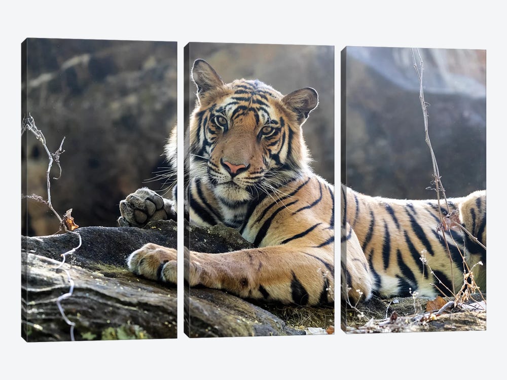 India, Madhya Pradesh, Bandhavgarh National Park. A Young Bengal Tiger Resting On A Cool Rock. by Ellen Goff 3-piece Canvas Wall Art