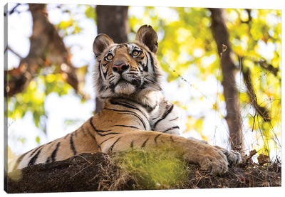 India, Madhya Pradesh, Bandhavgarh National Park. A Young Bengal Tiger Watching From Its Perch High Up On A Rock. Canvas Art Print - India Art