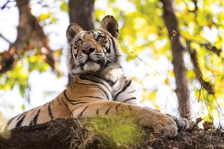 India, Madhya Pradesh, Bandhavgarh National Park. A Young Bengal Tiger Watching From Its Perch High Up On A Rock.