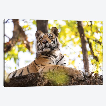 India, Madhya Pradesh, Bandhavgarh National Park. A Young Bengal Tiger Watching From Its Perch High Up On A Rock. Canvas Print #EGO107} by Ellen Goff Canvas Wall Art