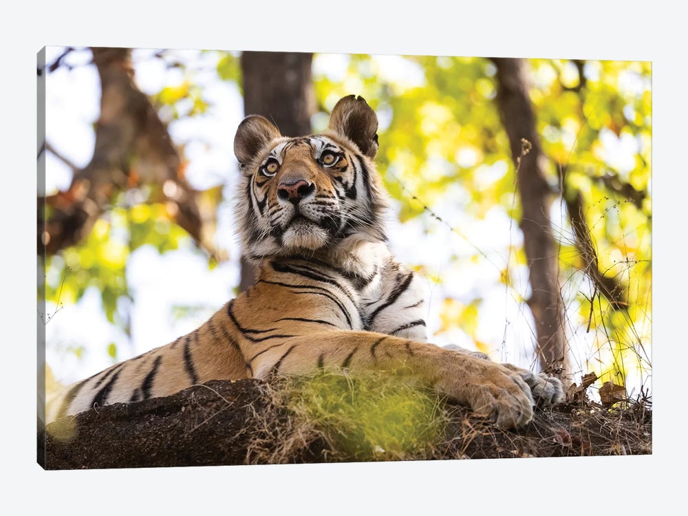 India, Madhya Pradesh, Bandhavgarh National Park. A Young Bengal Tiger Watching From Its Perch High Up On A Rock. by Ellen Goff 1-piece Canvas Art Print