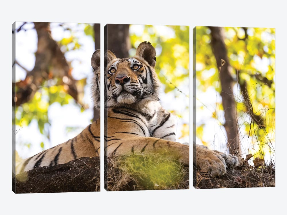 India, Madhya Pradesh, Bandhavgarh National Park. A Young Bengal Tiger Watching From Its Perch High Up On A Rock. by Ellen Goff 3-piece Canvas Print