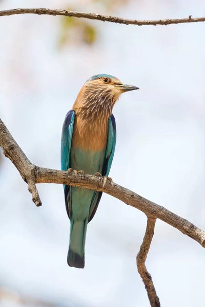 Ellen Goff: India, Madhya Pradesh, Bandhavgarh National Park. An Indian Roller Posing On A Tree Branch. by Ellen Goff