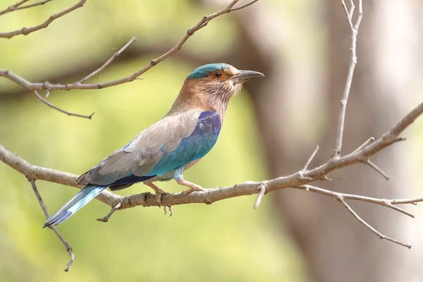 Madhya Pradesh: India, Madhya Pradesh, Bandhavgarh National Park. Portrait Of An Indian Roller. by Ellen Goff