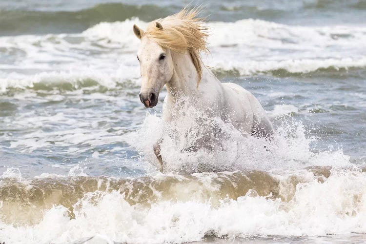 France, The Camargue, Saintes-Maries-de-la-Mer. Camargue horse in the Mediterranean Sea II