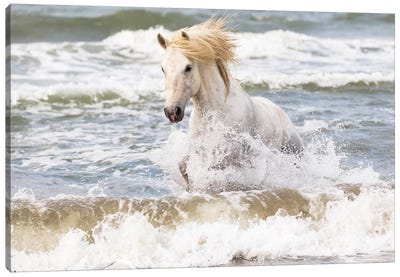 France, The Camargue, Saintes-Maries-de-la-Mer. Camargue horse in the Mediterranean Sea II Canvas Art Print
