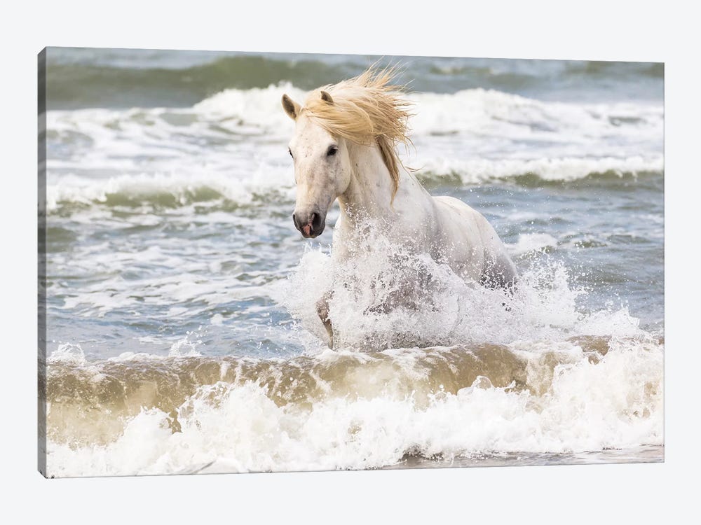 France, The Camargue, Saintes-Maries-de-la-Mer. Camargue horse in the Mediterranean Sea II by Ellen Goff 1-piece Canvas Art Print