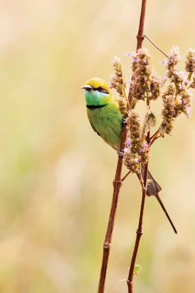 Ellen Goff: India, Madhya Pradesh, Kanha National Park. A Green Bee-Eater Perching On A Grass Stem. by Ellen Goff