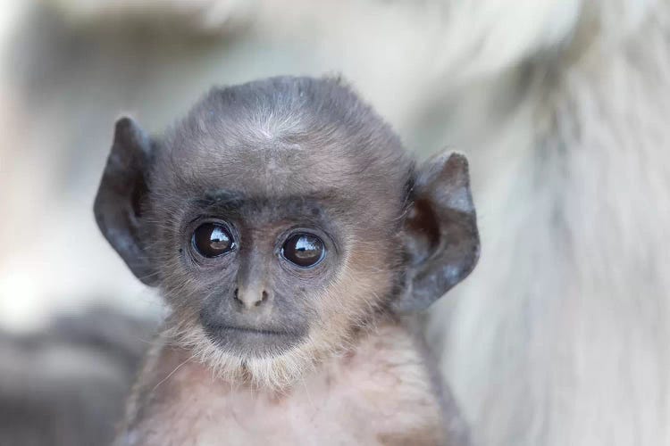 India, Madhya Pradesh, Kanha National Park. Headshot Of A Baby Northern Plains Langur.