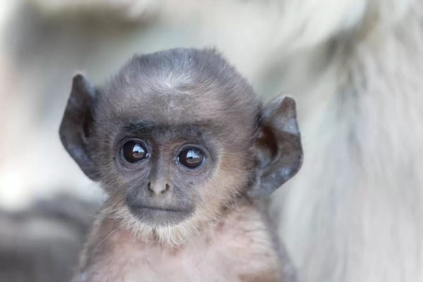 Ellen Goff: India, Madhya Pradesh, Kanha National Park. Headshot Of A Baby Northern Plains Langur. by Ellen Goff