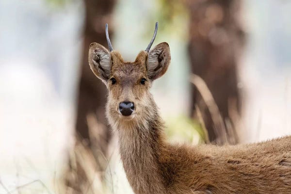 Ellen Goff: India, Madhya Pradesh, Kanha National Park. Headshot Of A Young Male Barasingha. by Ellen Goff