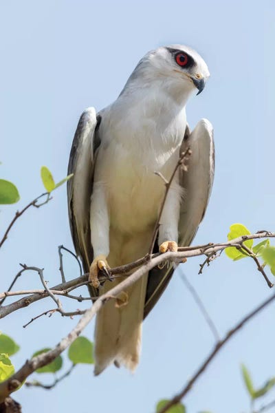 Ellen Goff: India, Madhya Pradesh, Kanha National Park. Portrait Of A Black-Winged Kite On A Branch. by Ellen Goff
