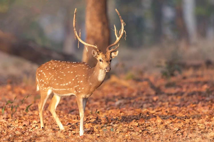 India, Madhya Pradesh, Kanha National Park. Portrait Of A Spotted Deer With The Old Velvet Hanging From Its Antlers.