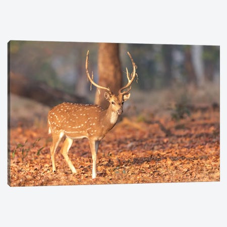 India, Madhya Pradesh, Kanha National Park. Portrait Of A Spotted Deer With The Old Velvet Hanging From Its Antlers. Canvas Print #EGO114} by Ellen Goff Canvas Art Print