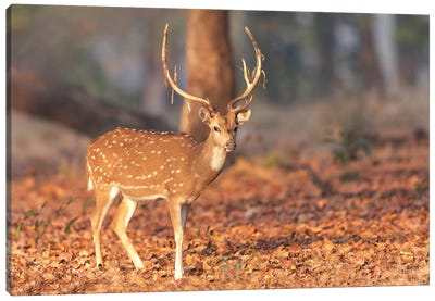 India, Madhya Pradesh, Kanha National Park. Portrait Of A Spotted Deer With The Old Velvet Hanging From Its Antlers. Canvas Art Print