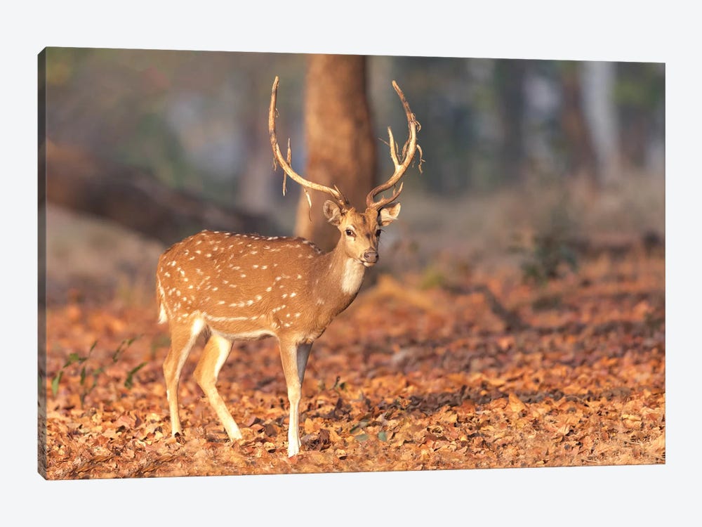 India, Madhya Pradesh, Kanha National Park. Portrait Of A Spotted Deer With The Old Velvet Hanging From Its Antlers. by Ellen Goff 1-piece Canvas Print