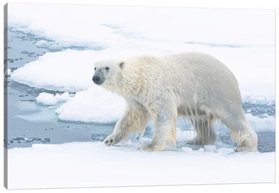 North Of Svalbard, Pack Ice. A Polar Bear Emerges From The Water. Canvas Art Print - Polar Bear Art