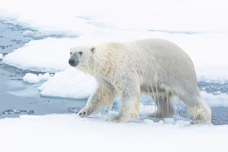 North Of Svalbard, Pack Ice. A Polar Bear Emerges From The Water.