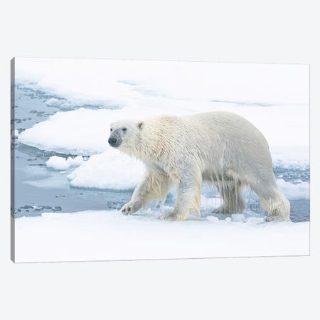 North Of Svalbard, Pack Ice. A Polar Bear Emerges From The Water. Canvas Print #EGO115} by Ellen Goff Canvas Print