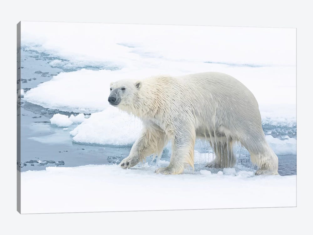 North Of Svalbard, Pack Ice. A Polar Bear Emerges From The Water. by Ellen Goff 1-piece Canvas Wall Art