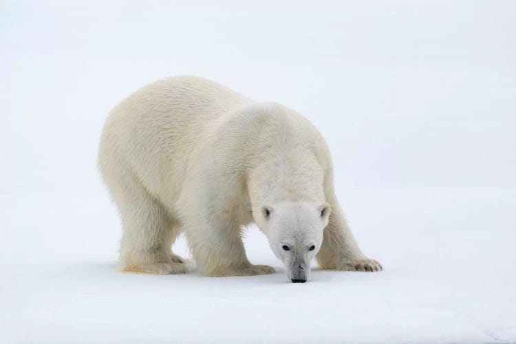 North Of Svalbard, Pack Ice. A Portrait Of A Polar Bear On A Large Slab Of Ice.