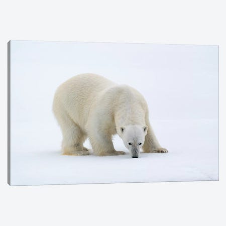 North Of Svalbard, Pack Ice. A Portrait Of A Polar Bear On A Large Slab Of Ice. Canvas Print #EGO116} by Ellen Goff Art Print