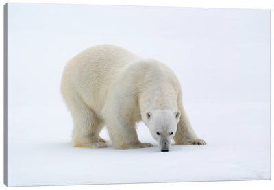 North Of Svalbard, Pack Ice. A Portrait Of A Polar Bear On A Large Slab Of Ice. Canvas Art Print