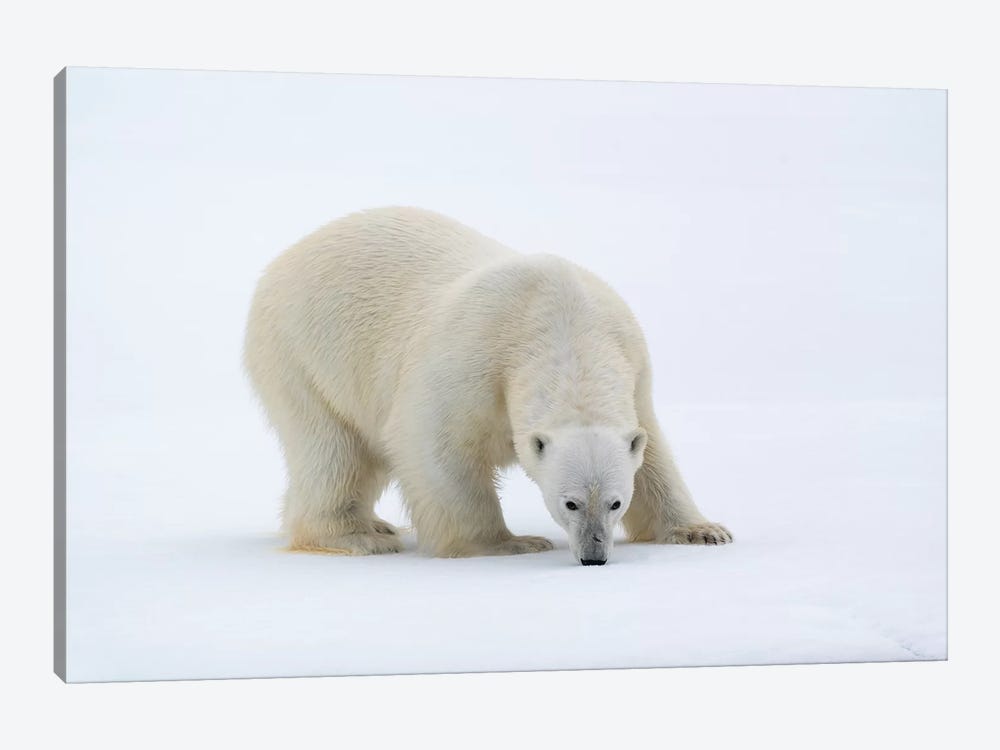 North Of Svalbard, Pack Ice. A Portrait Of A Polar Bear On A Large Slab Of Ice. by Ellen Goff 1-piece Art Print