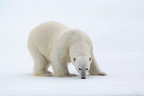 North Of Svalbard, Pack Ice. A Portrait Of A Polar Bear On A Large Slab Of Ice.