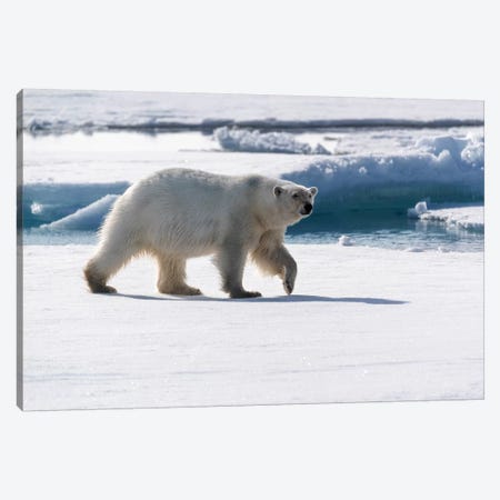 North Of Svalbard, Pack Ice. A Portrait Of An Walking Polar Bear On The Pack Ice. Canvas Print #EGO117} by Ellen Goff Canvas Print