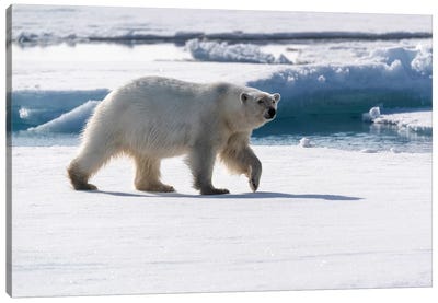North Of Svalbard, Pack Ice. A Portrait Of An Walking Polar Bear On The Pack Ice. Canvas Art Print