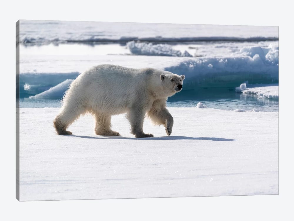 North Of Svalbard, Pack Ice. A Portrait Of An Walking Polar Bear On The Pack Ice. by Ellen Goff 1-piece Canvas Wall Art